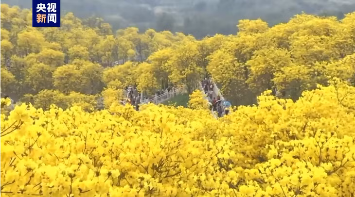 黄花醉人眼 漫山遍野黄花风铃木“点亮”南宁春天 ảnh 1