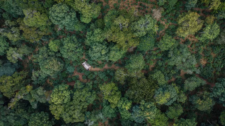 景迈山：全球首个茶主题世界文化遗产 ảnh 3