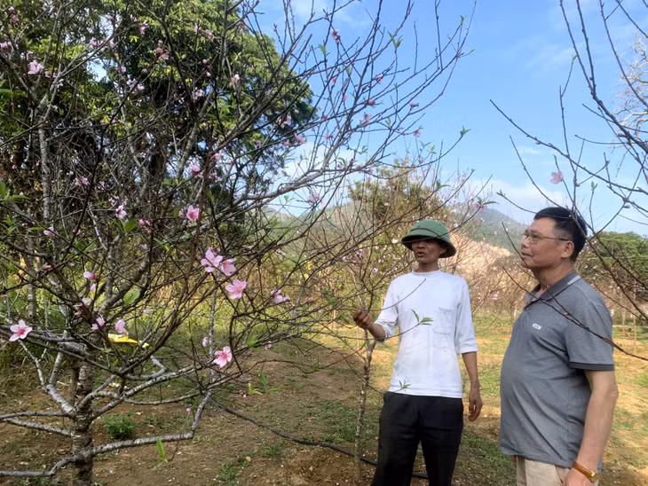 目前，下龙乡共有500多个桃花种植户，其中60户是集中型种植模式种植桃花的。
