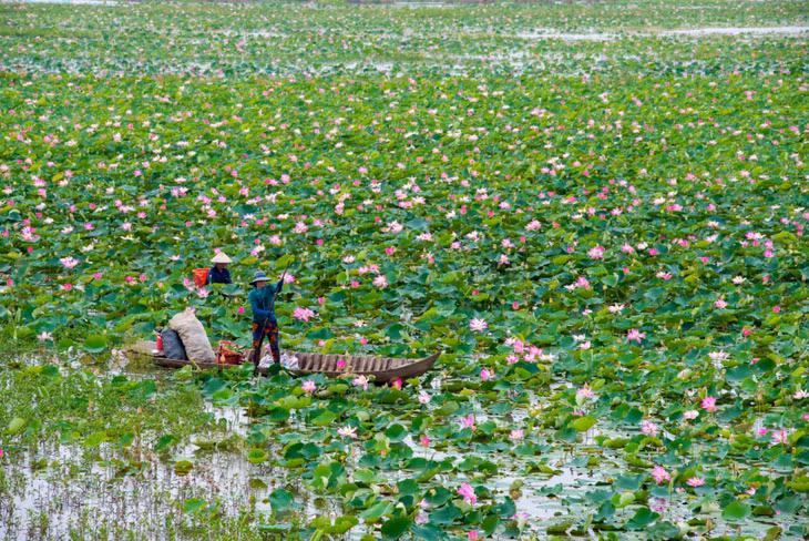 同塔荷塘 Đầm sen Đồng Tháp