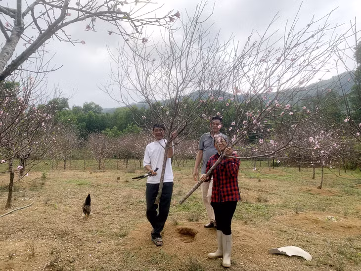 游客参观赏桃，选择自己喜欢的桃花。