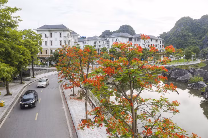 越南广宁省下龙市百花争艳 ảnh 1