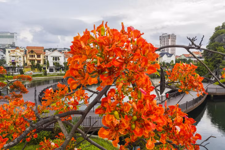 越南广宁省下龙市百花争艳 ảnh 3