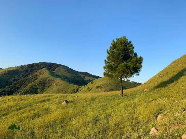 在辽阔草原上孤零零的松树为凤凰山营造别样的美景。