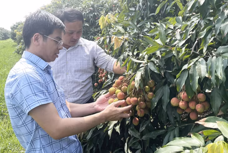 汪密市领导在收获之前视察荔枝。