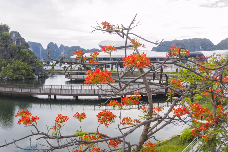 夏季来临时，鲜红的凤凰花凸显了广宁海豚宫、海盛湖等著名建筑工程。