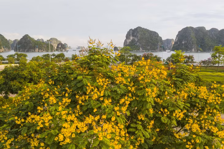 夏季到来时，下龙花卉公园被五颜六色的盾柱木花和其他许多花种所覆盖。