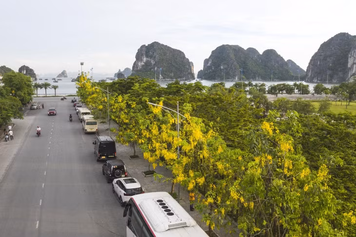 越南广宁省下龙市百花争艳 ảnh 5