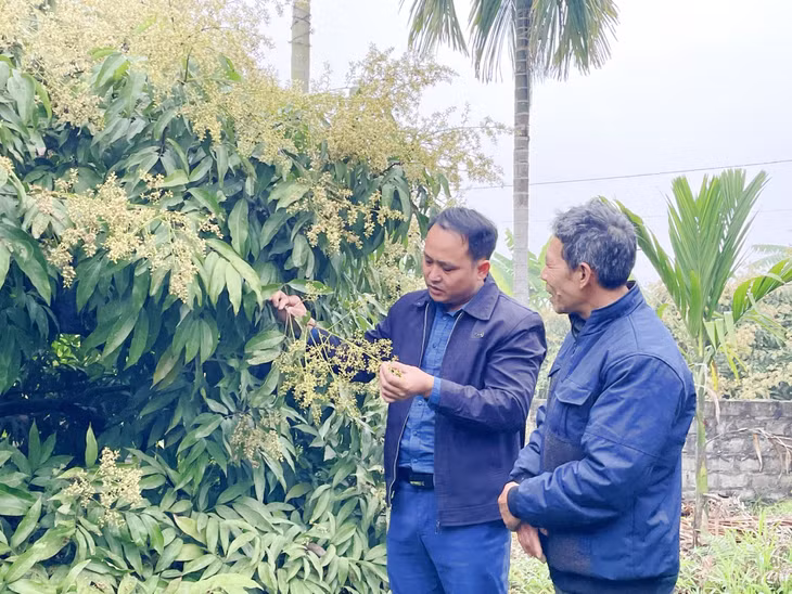 方南早熟荔枝成为了汪秘市的大宗作物。