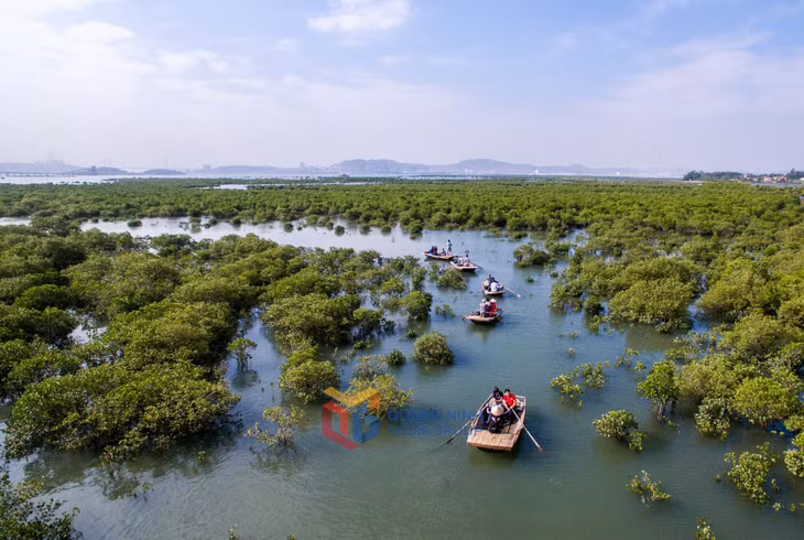 从高空俯瞰下龙市的红树林，犹如一条绿色的地毯，沿着海岸延伸，成为城市的绿肺。