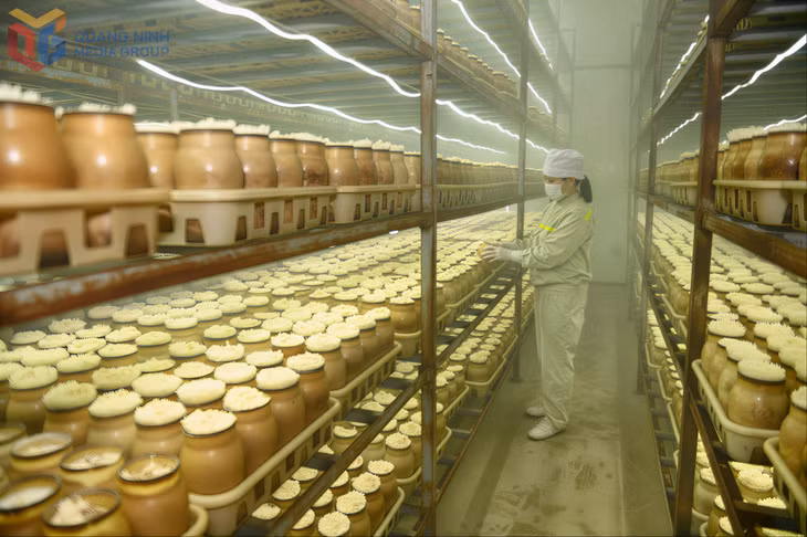龙海责任有限公司在冷库环境下采用生物技术生产菌菇。