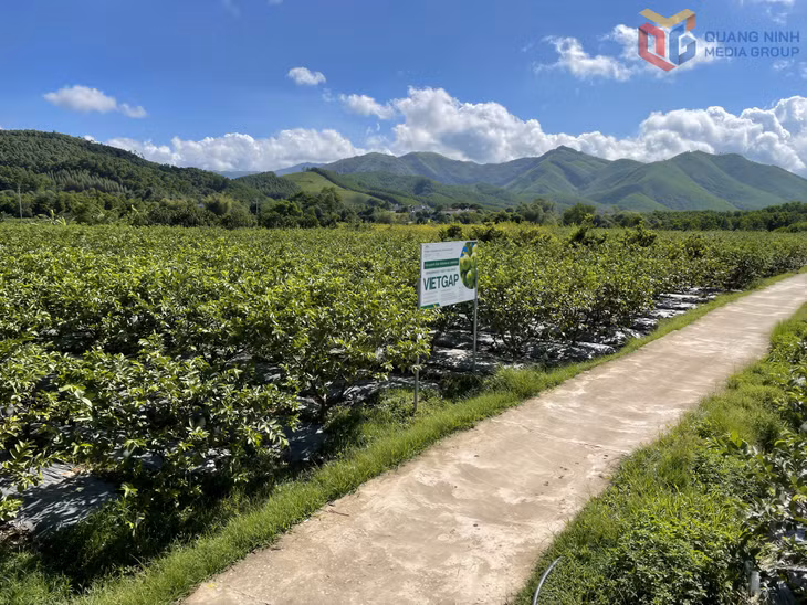 横步坊符合 VietGap 标准的番石榴种植区。