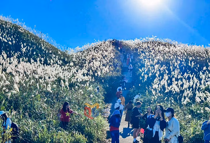 连绵起伏的芦苇丘，笼罩在清晨的薄雾和阳光中，让游客感觉仿佛置身于童话世界。