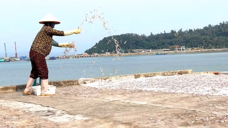 他们熟练地将一批批银鱼均匀撒在竹筛上，让其在阳光下迅速干燥。