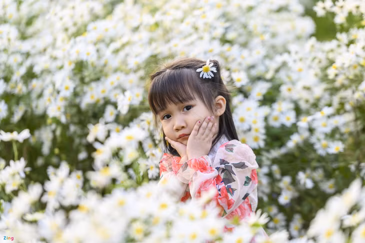 广宁松林中的雏菊花园 ảnh 6