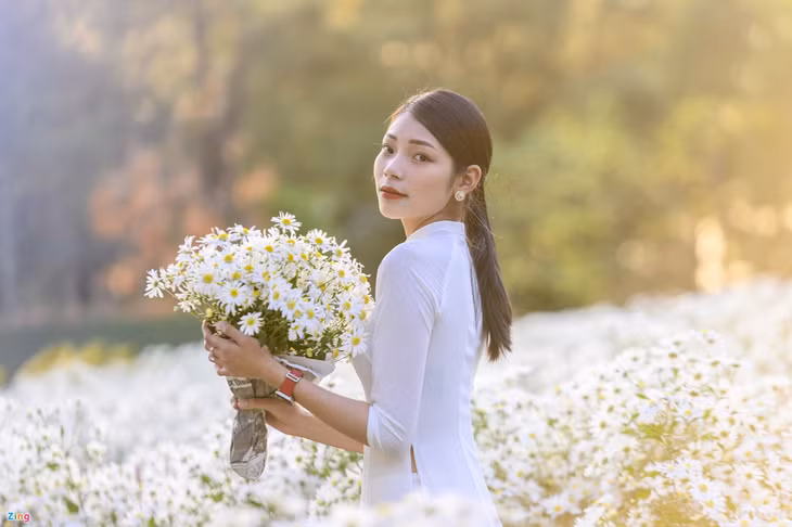 广宁松林中的雏菊花园 ảnh 5