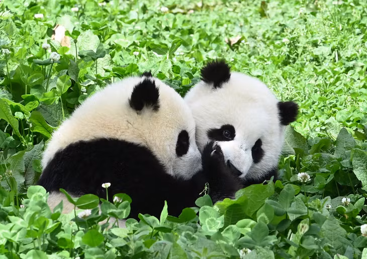 上海全球最大天文馆开馆 ảnh 1