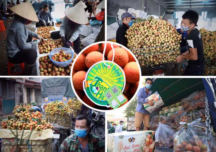 Sản phẩm vải của Hải Dương và Bắc Giang được cấp mã vạch, tem chỉ dẫn địa lý để khách hàng nhận biết.