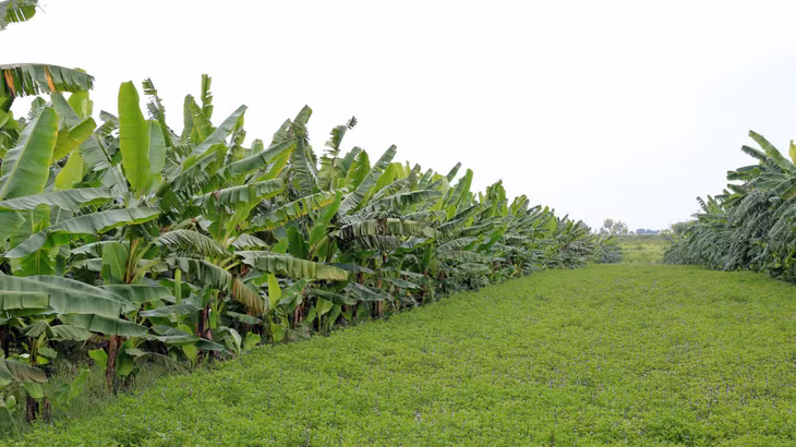 河内富川县开泰社原料区的香蕉种植面积为100公顷 Vùng nguyên liệu với 100ha diện tích trồng chuối tại xã Khai Thái, Huyện Phú Xuyên, Hà Nội.