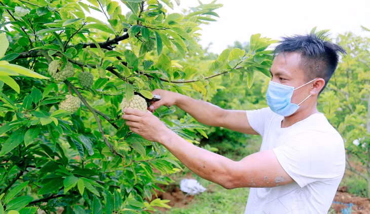 汪秘市番荔枝种植区获得了种植区编码。