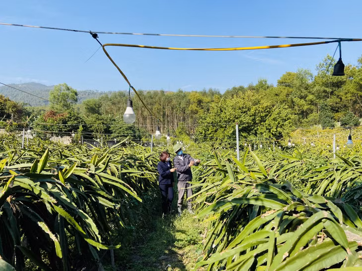 广宁种植与保护植物分局技术人员探访汪秘市火龙果种植基地，提供技术引导。