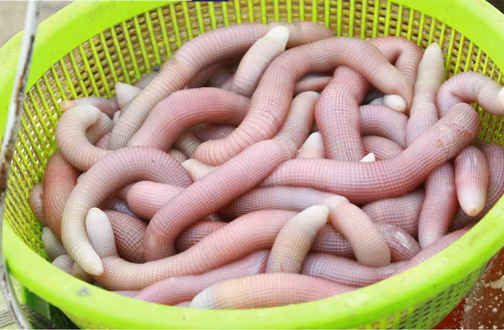 鲜沙虫 Sá sùng tươi.