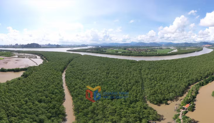大片红树林——河南岛的绿肺，在环境保护和防止水土流失方面发挥着重要作用。