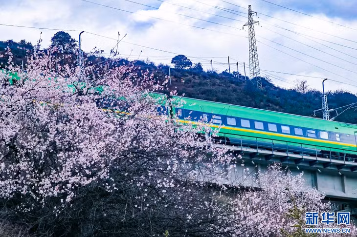 复兴号穿行在西藏拉林铁路林芝段的桃花间。 Đoàn tàu cao tốc Phục Hưng đi qua rừng hoa đào trong đoạn Nyingchi thuộc đường sắt cao tốc Lhasa - Nyingchi Tây Tạng.