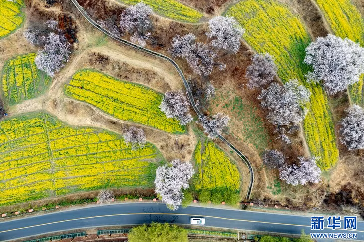 林芝盛开的桃花（无人机照片）。 Hoa đào nở rộ tại Nyingchi (ảnh chụp từ máy bay không người lái).