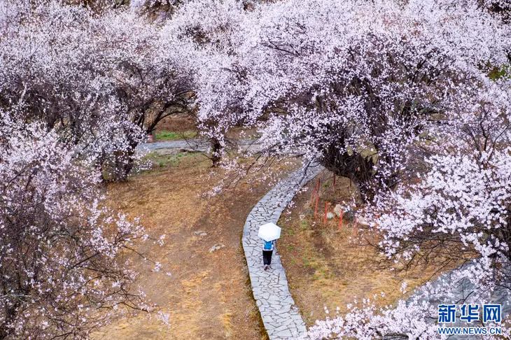 游客在林芝赏桃花。 Khách du lịch ngắm hoa đào tại Nyingchi.