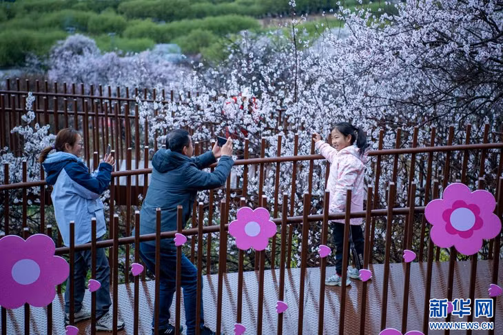 游客在林芝赏桃花。 Khách du lịch ngắm hoa đào tại Nyingchi.