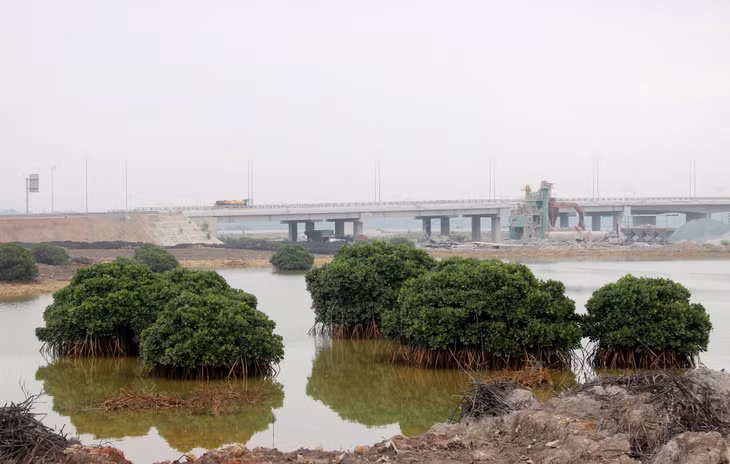 下龙十字路口附近的红树林将得以大面积种植并很好地照料，有助于美化广宁省这一最美丽的十字路口。