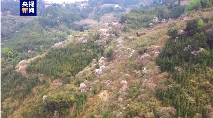 广西天峨油桐花惊艳绽放 ảnh 2
