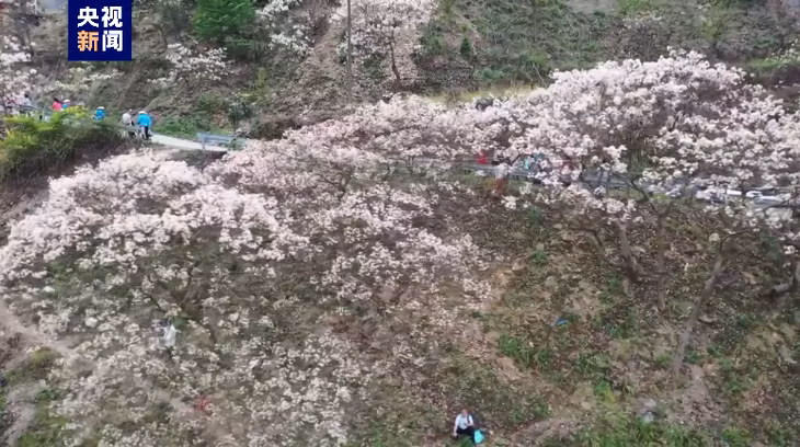广西天峨油桐花惊艳绽放 ảnh 3