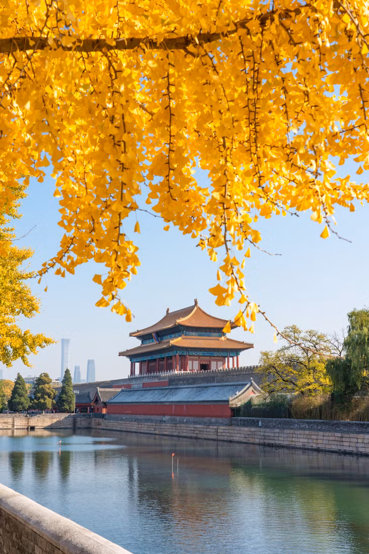 银杏，一树金黄暖时光 ảnh 1