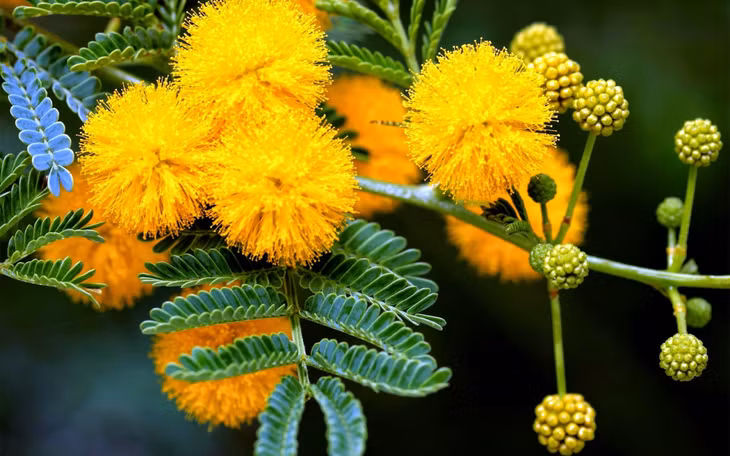 独具特色的黄色金合欢花近景 Cận cảnh loài hoa Mimosa với màu vàng đặc trưng