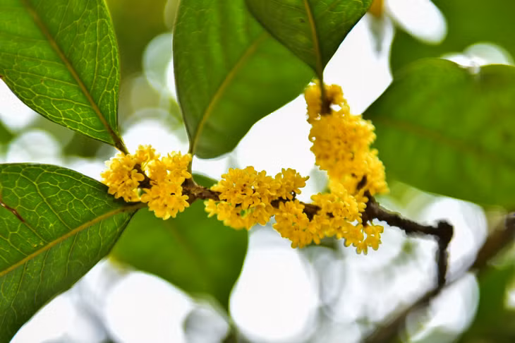 桂林，桂花环抱中的山水名城 ảnh 4