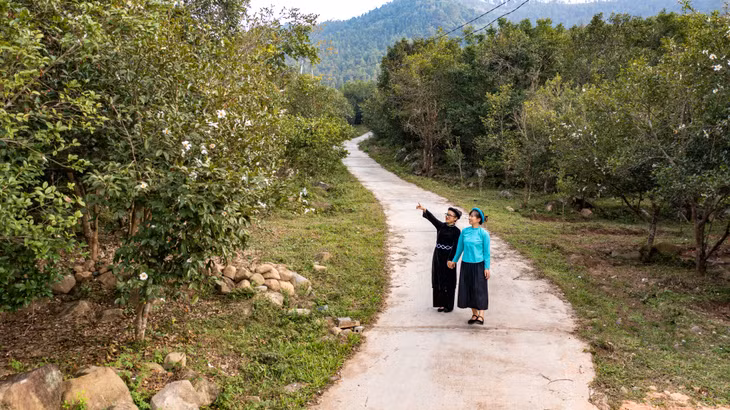 平辽县茶油林中的道路。