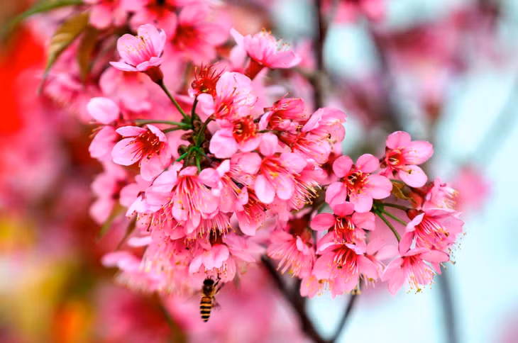 厚仆花通常被称为“庞厚仆”，越南语翻译为“山林桃花”。