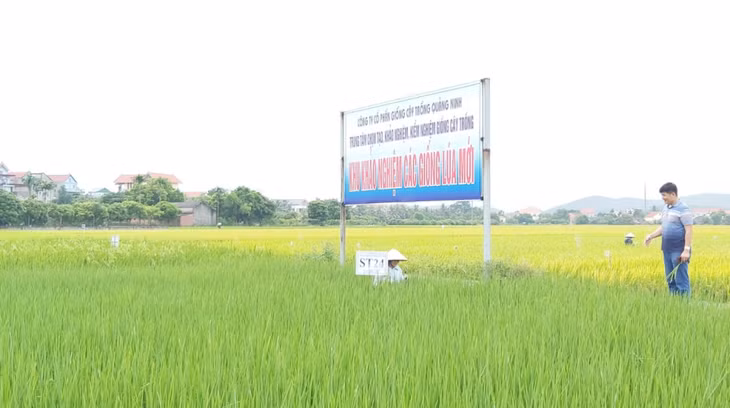 广宁种子股份公司水稻品种试验种植区。