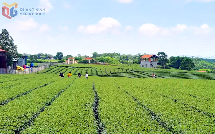 广隆茶区秀美的自然风光和悠久的历史传统，是吸引游客前来观光体验的重要因素。