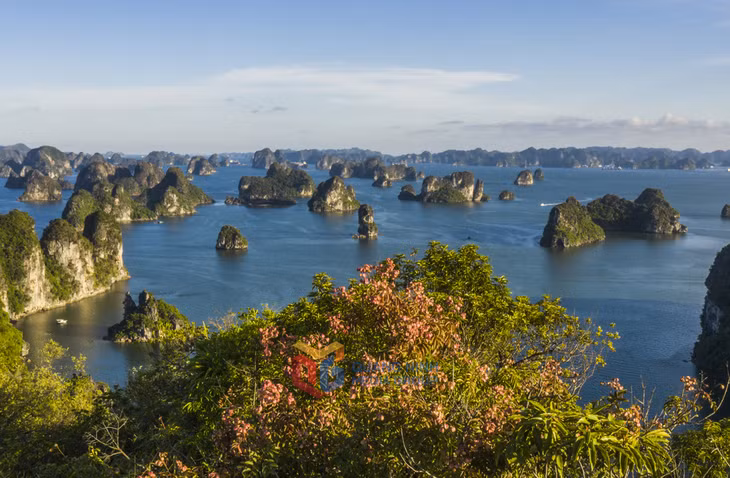黄梨木花在7月中旬至8月下旬怒放。