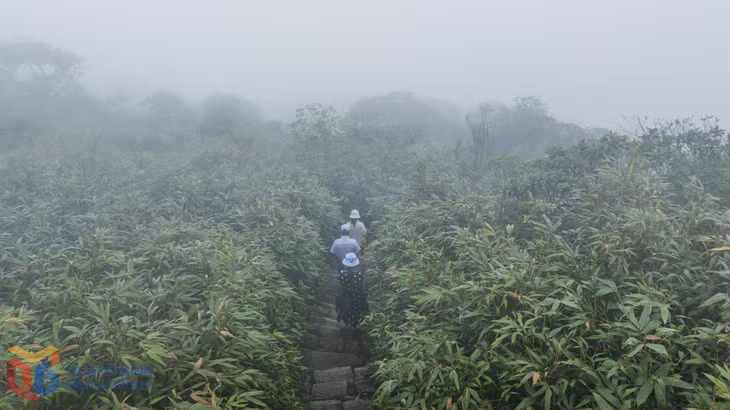 云朵在蜿蜒竹林道上忽隐忽现。