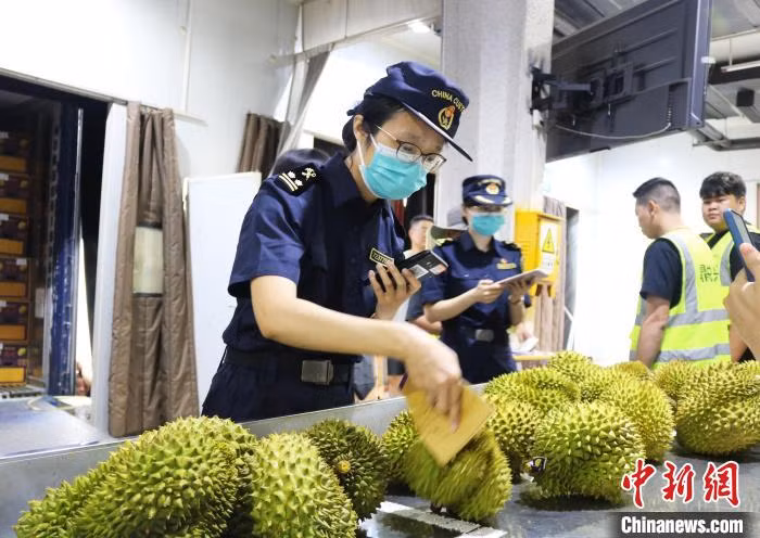 友谊关口岸海关关员正对越南榴莲进行检疫查验。 Nhân viên hải quan đang tiến hành kiểm nghiệm, kiểm dịch sầu riêng Việt Nam tại cửa khẩu Hữu Nghị Quan.