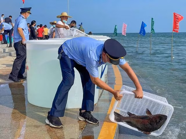 中越双方共同向北部湾放流苗种近6400万尾 ảnh 2