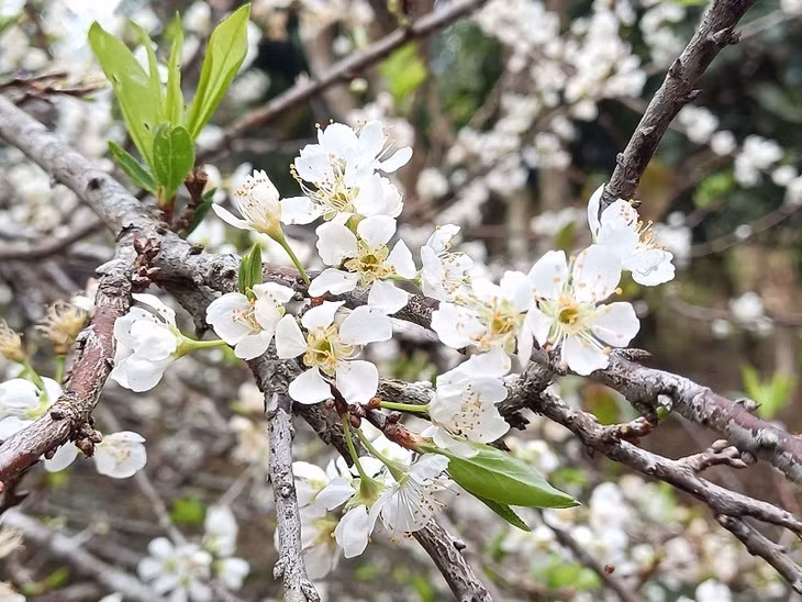 李子花盛开的季节 ảnh 3