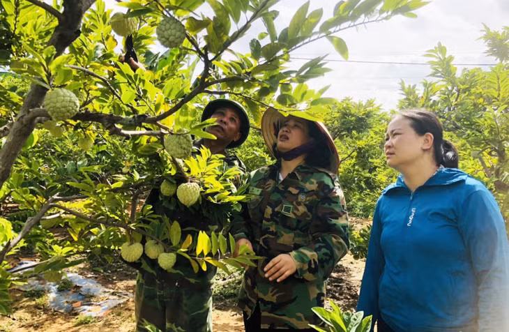 番荔枝以越南农业良好规范认证标准种植、照顾、收获。