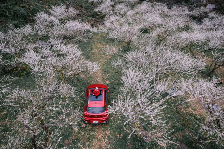 李子花盛开的季节 ảnh 1
