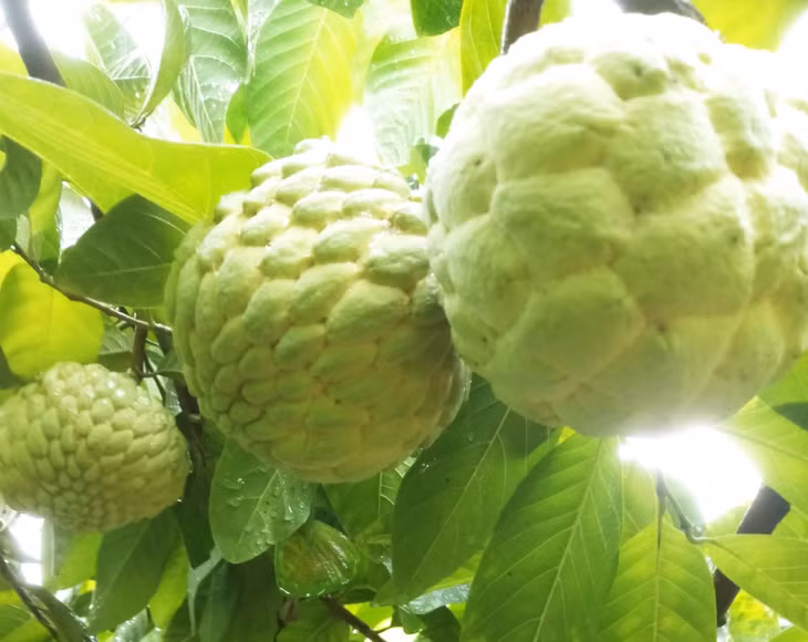 东朝番荔枝进入成熟旺季 ảnh 1