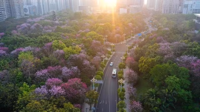 阳光普照下，柳州市瑞康路两旁盛开的紫荆花 Hoa tử kinh nở rộ dưới ánh nắng chiếu rọi dọc hai bên đường Thuỵ Khang, thành phố Liễu Châu